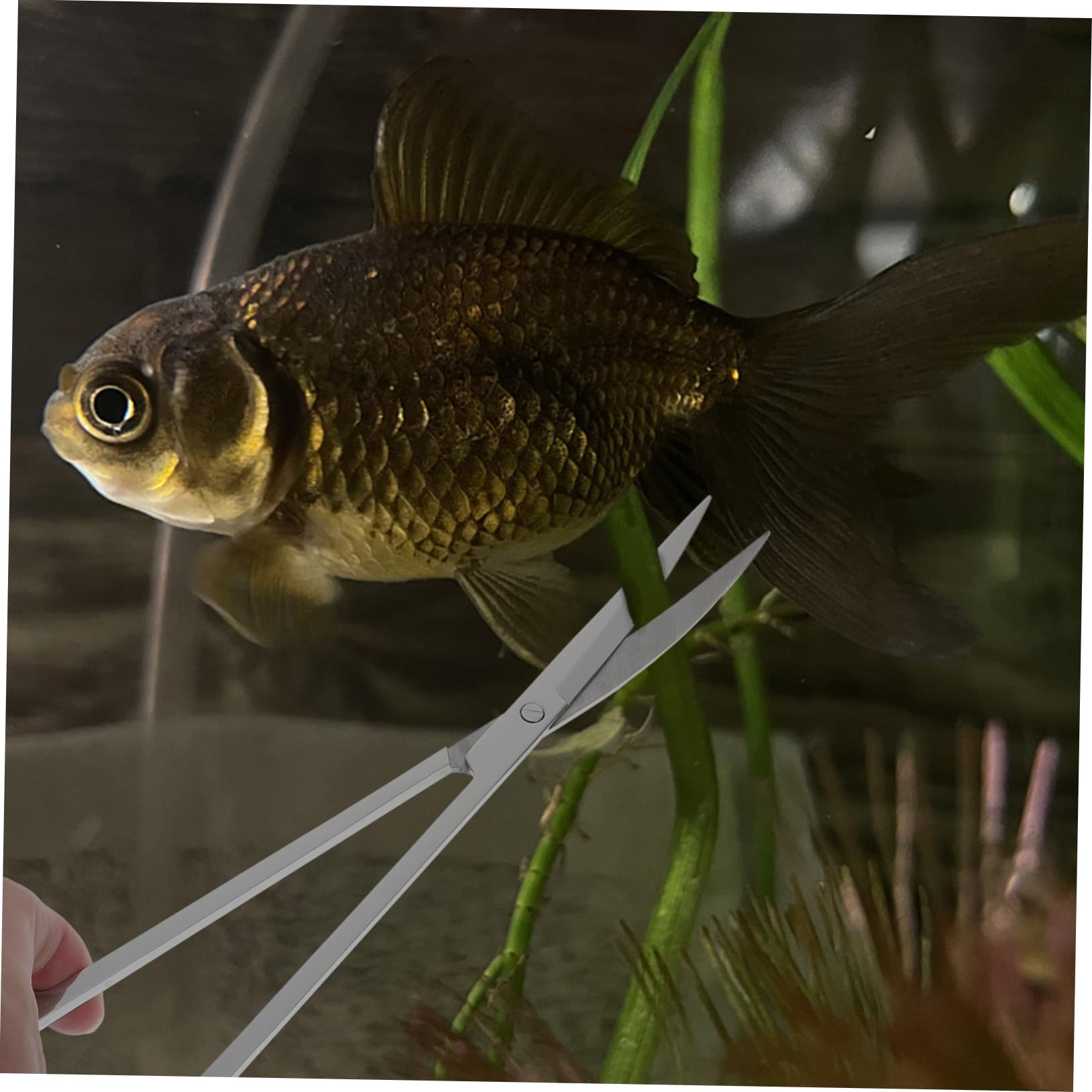 ibasenice Edelstahl Aquarium Schere Multifunktions Aquarium Schaufel Tragbarer Schaber Für Pflanzenschnitt Und