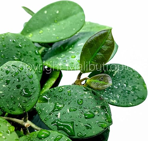 Miniatura 8 de Hoya Obovata Splash en maceta de 4" - Hojas redondas gruesas - Planta de interior Easycare