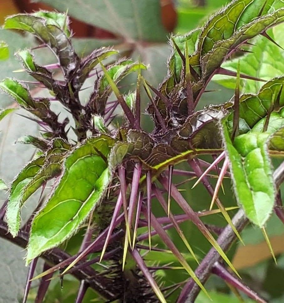 Solanum atropurpureum ソラナム