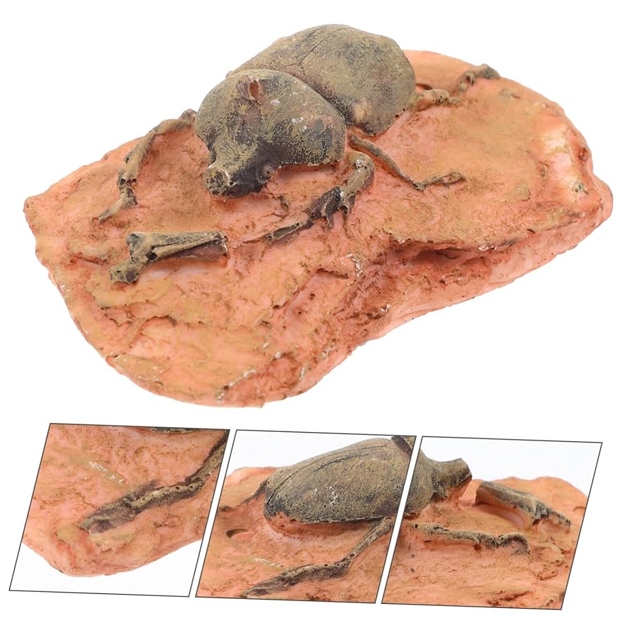 Amazon | NUOBESTY 化石標本 昆虫学キット レトロな動物の化石の