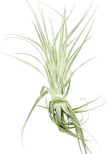 Miniatura 9 de Planta de aire vivo  Tillandsia Gardneri 5-7 pulgadas  ragnaroc Rare Collectors Planta tropical de interior  Llegada viva garantizada  Plantas de