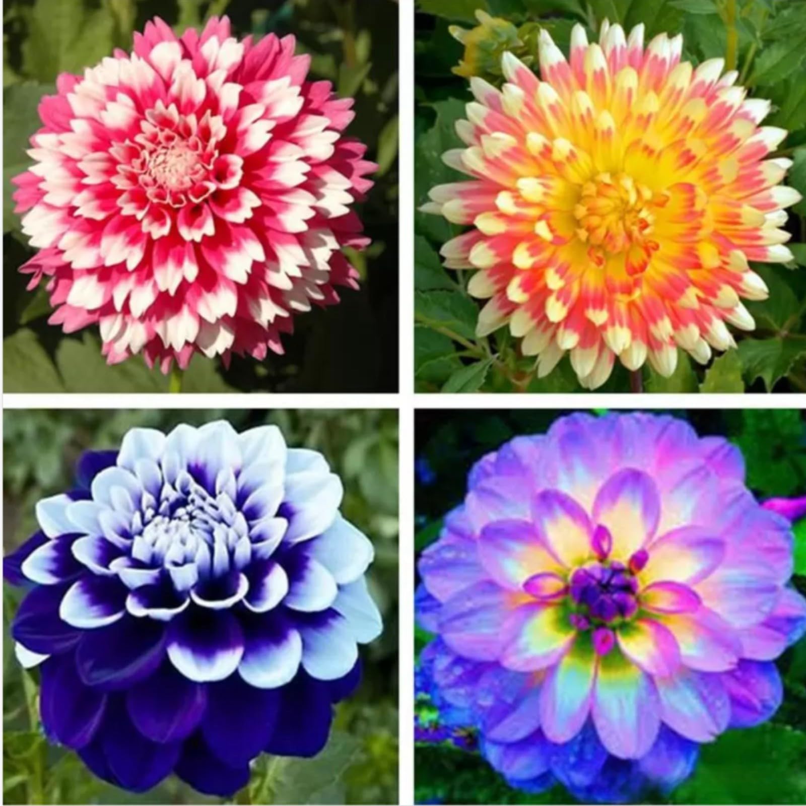 Dahlia Bulbs Mix for Planting Now UK,Hardy Perennial,Wedding Flowers,Strong Plants That Grow Well,Dahlia tubers Bulk,Beauty of Garden,Gift Ready-4bulbs-I