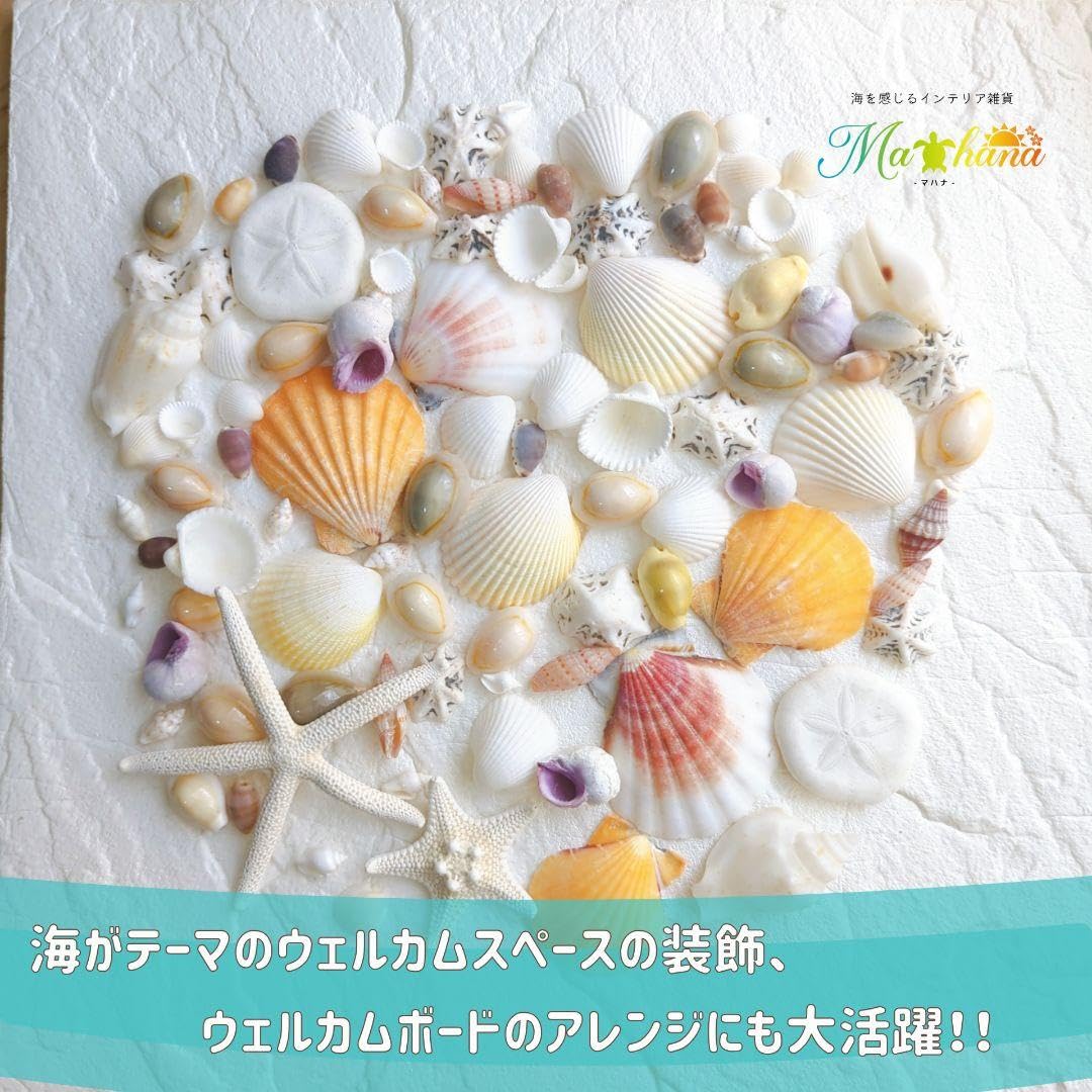 Amazon.co.jp: Seashell Set, Large Volume, Shell Parts