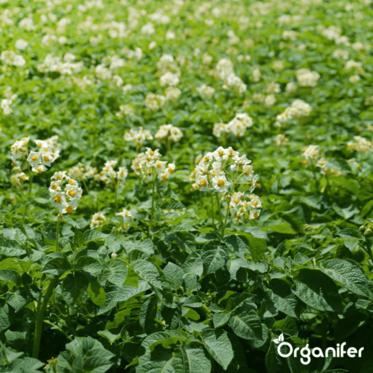 Phytophthora-Konzentrat - 1000 Ml Für 1000 M2 - Produkt Für Kartoffeln Und Tomaten - Pflanzenpflege - Gemüsedünger - Organifer