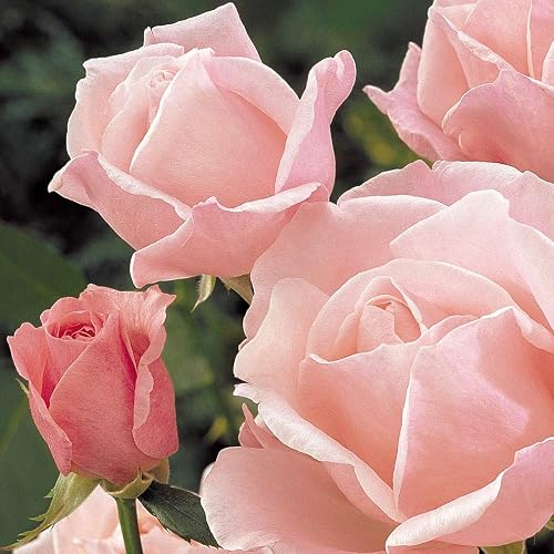 Thompson & Morgan Queen Elizabeth Rose - Thumbnail 5