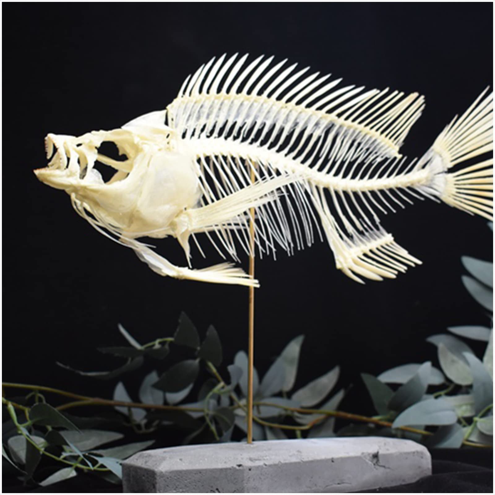 エドアブラザメ 頭骨 サメ 深海魚 骨格標本 歯 骨 魚 標本 海洋工房