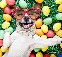 Vista 71 de DOGWONG Collar de perro de San Valentín, collar de perro con estampado de corazones para perros grandes, lindos collares de primavera, hembra