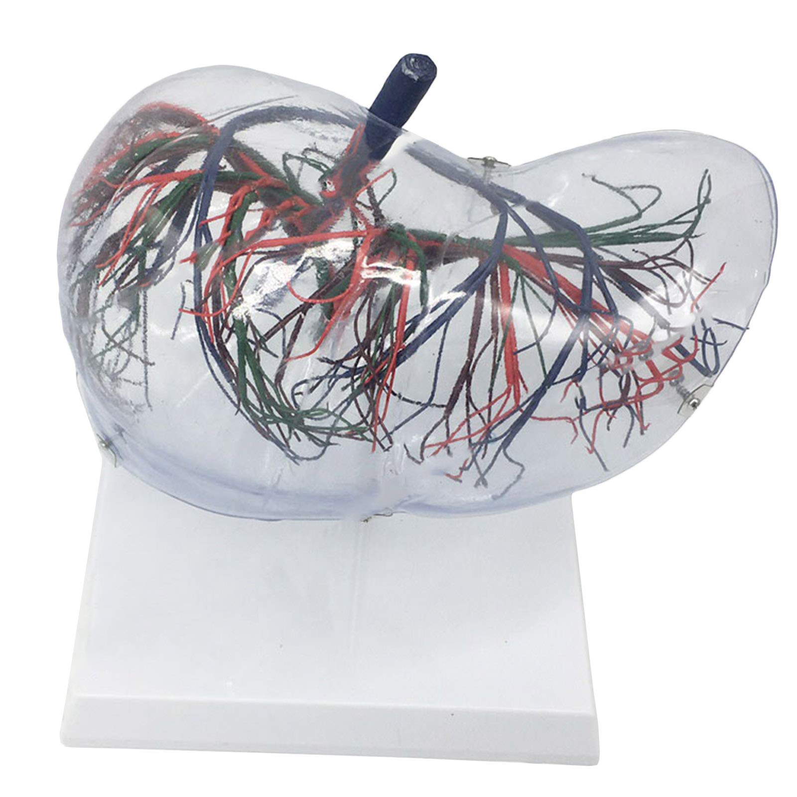 Sjdopulse A Life Size Human Liver Natomy Model - Natomy Human Organ Natomical Model Transparent Liver Model - Pvc Material Human Liver Natomical Model - For Science Class Teaching Display (A)