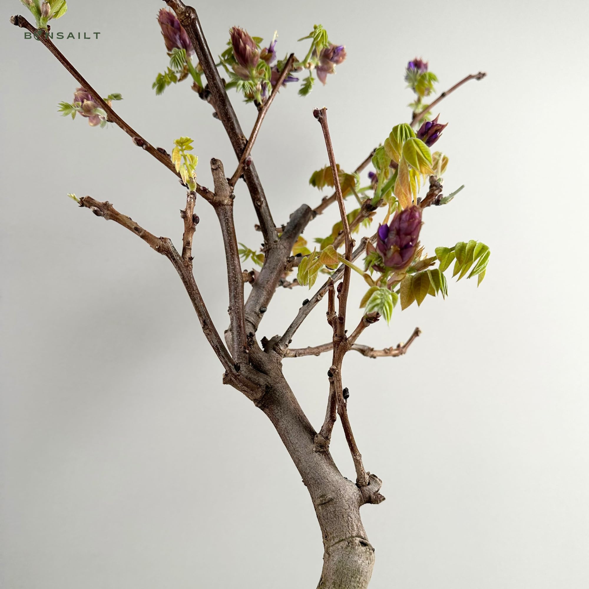 Glyzinien-Bonsai-Baum - Wisteria Floribunda aus Japan - (15 cm Schale, 55-65cm Höhe)