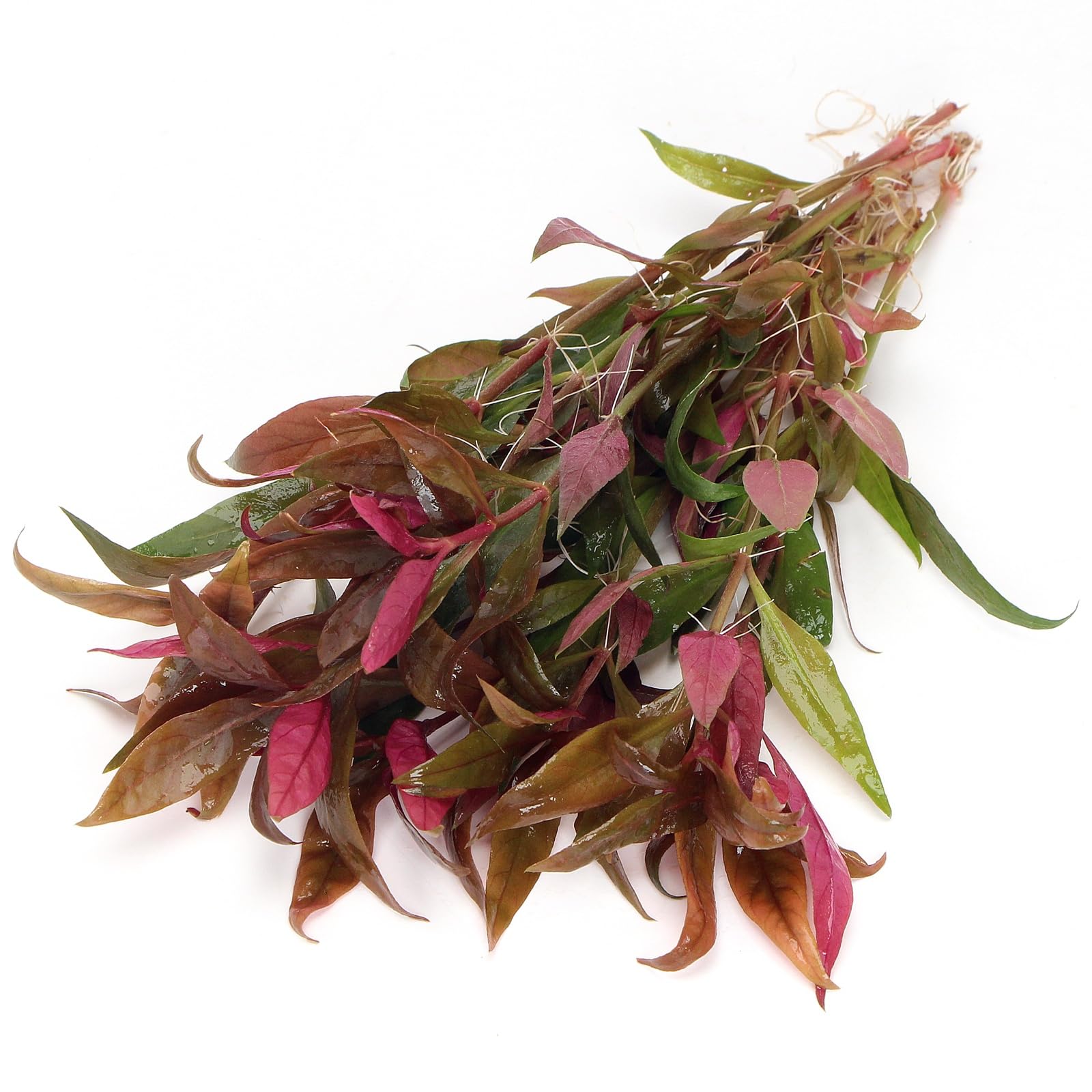 K2AQUA Alternanthera Reineckii Lilacina Live Aquarium Plant Deep Purple to Red Leaves Midground Background Freshwater Tropical Tank Natural Decoration Aquascaping