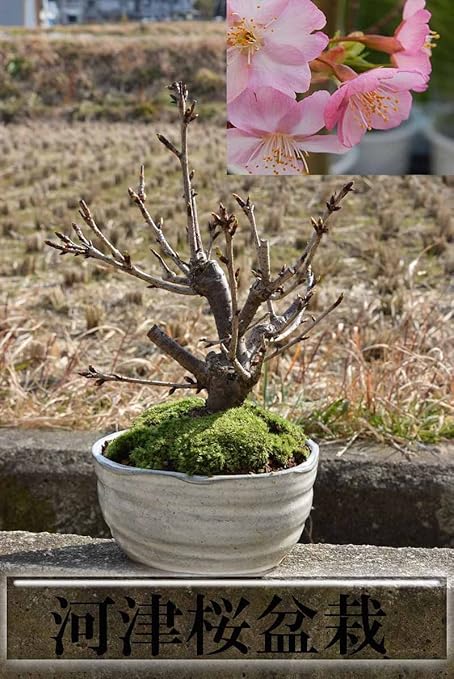 Amazon 河津桜盆栽 早咲きのサクラ盆栽 盆栽 Amazon 河津桜盆栽 早咲きのサクラ盆栽 盆栽