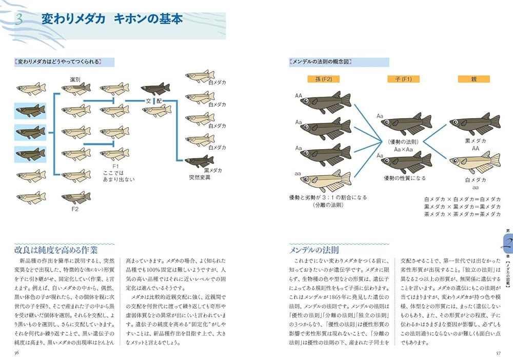 Amazon.com: 大人のフィールド図鑑 プロ直伝! メダカの飼い方