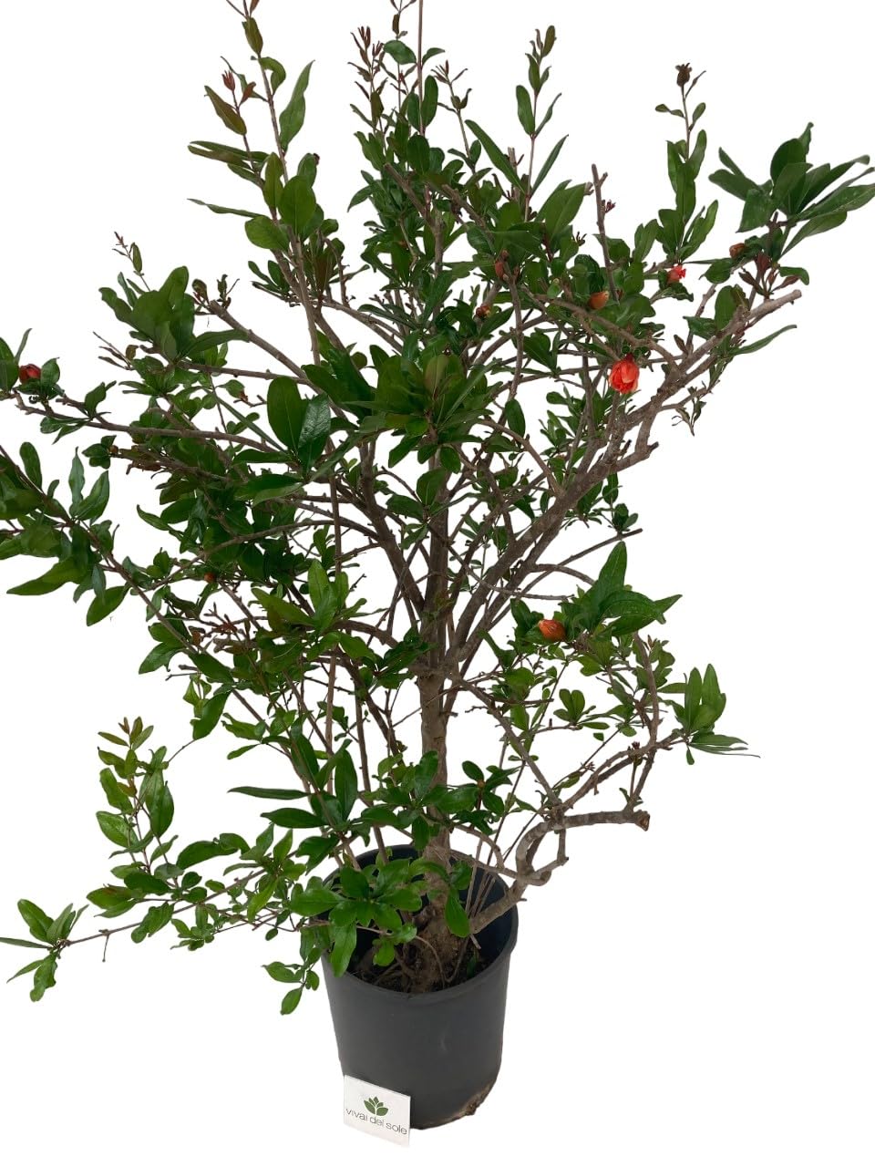 Punica Granatum - Melograno da fiore Pianta ornamentale da esterno prodotta da Vivai del Sole vaso diametro cm 30