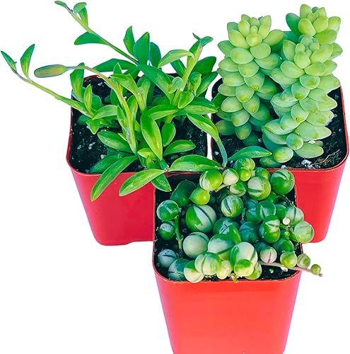 Miniatura 5 de The Succulent Cult - Plantas suculentas vivas (paquete de 3) plantas colgantes de 2 pulgadas, plantas suculentas vivas totalmente enraizadas