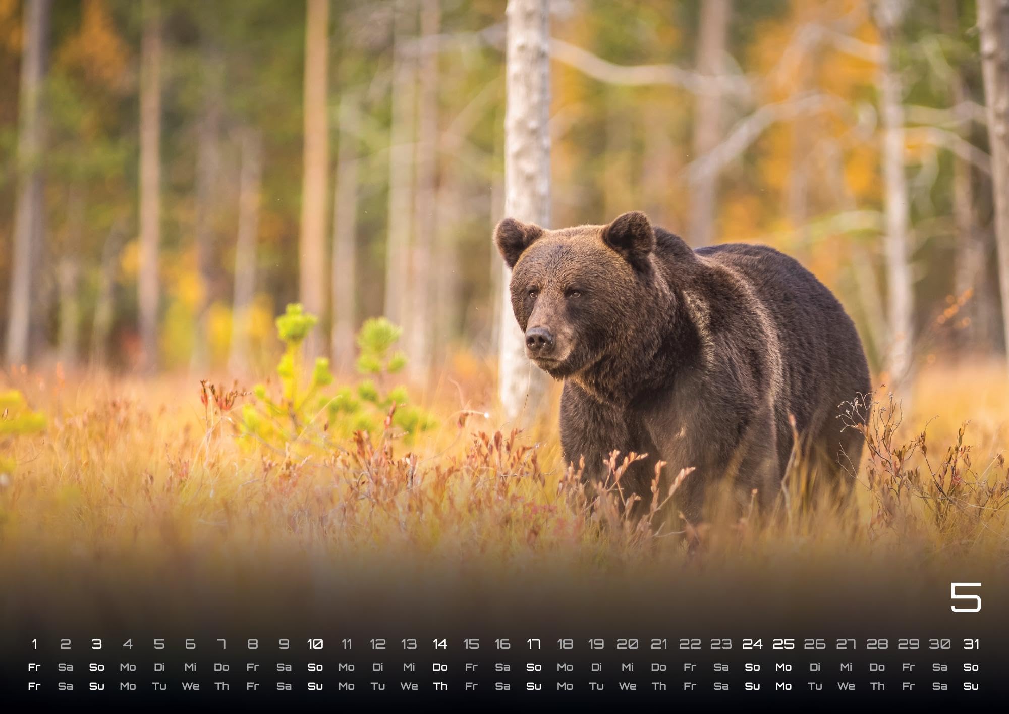 Waldtiere - Heimische Waldbewohner - Der Tierkalender - 2026 - Kalender DIN A2: Der Wandkalender mit den schönsten Waldtier-Motiven für das Jahr 2026 im extragroßen Format DIN A2 (ca. 60 x 42 cm)!