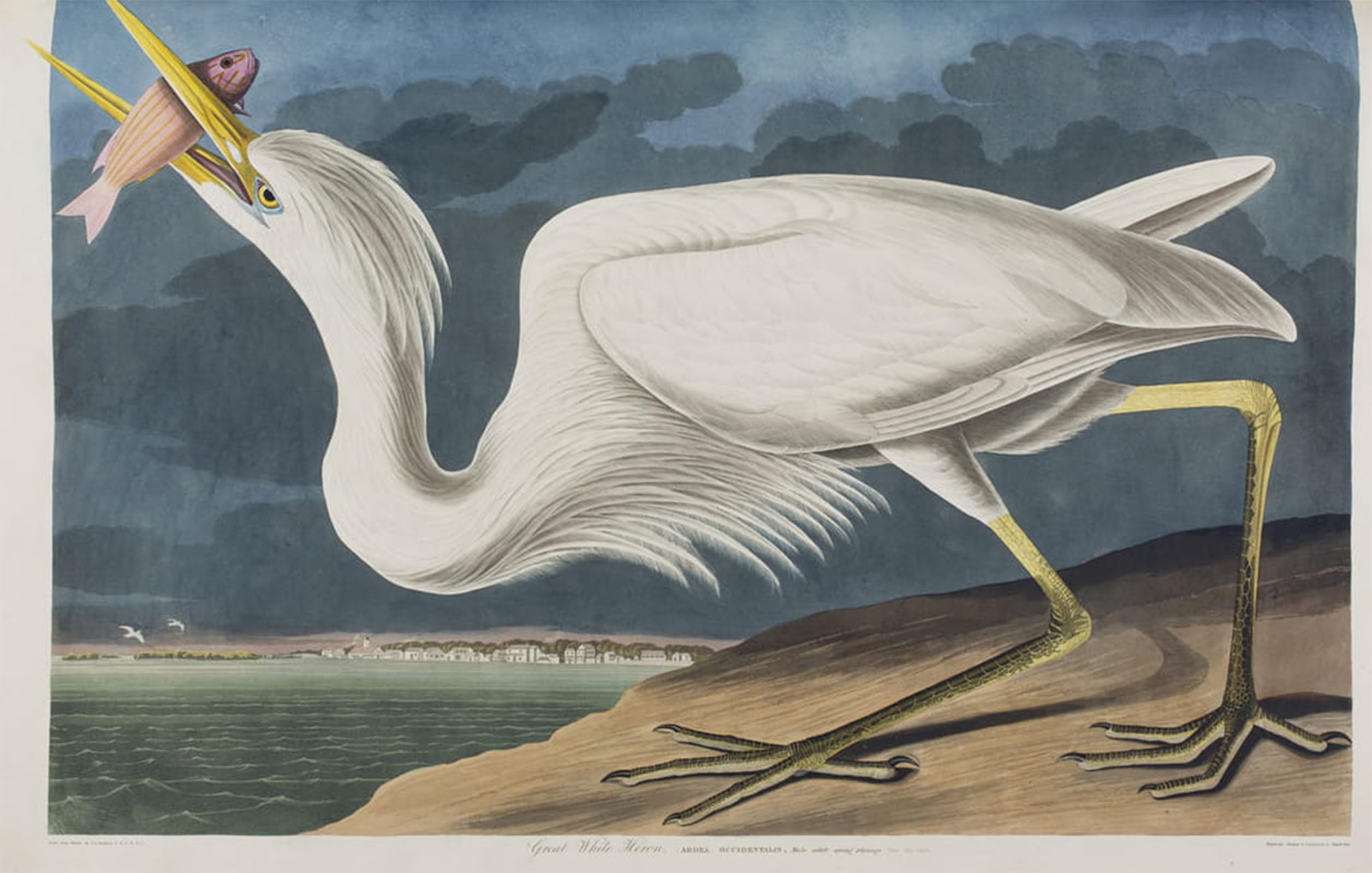 SERENDIPITP Aesthetic Poster Photo Wall Print Retro Picture Illustration From birds of America by John Jamess Audubon Modern Wall Artwork for Home Decor 60x90cm