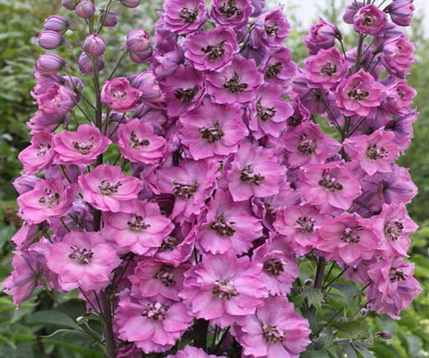 25 Delphinium Pacific Giant Astolat Seeds - Lilac & Rose Pink Flowers with White Bee - 25 Seeds