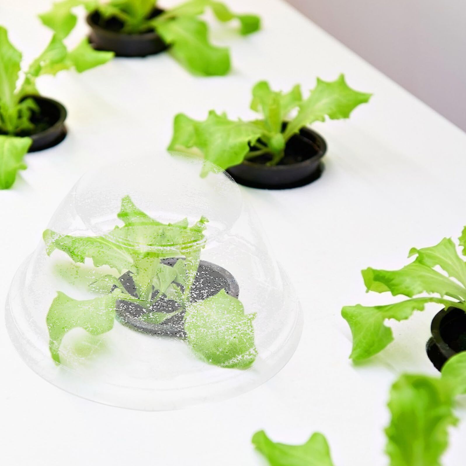 TOYANDONA 200 Unidades Cúpulas Protectoras para Plantas Cubierta Transparente de Plástico para Invernadero y Cultivo Hidropónico Campana para Macetas de Vivero Resistente al Frío y