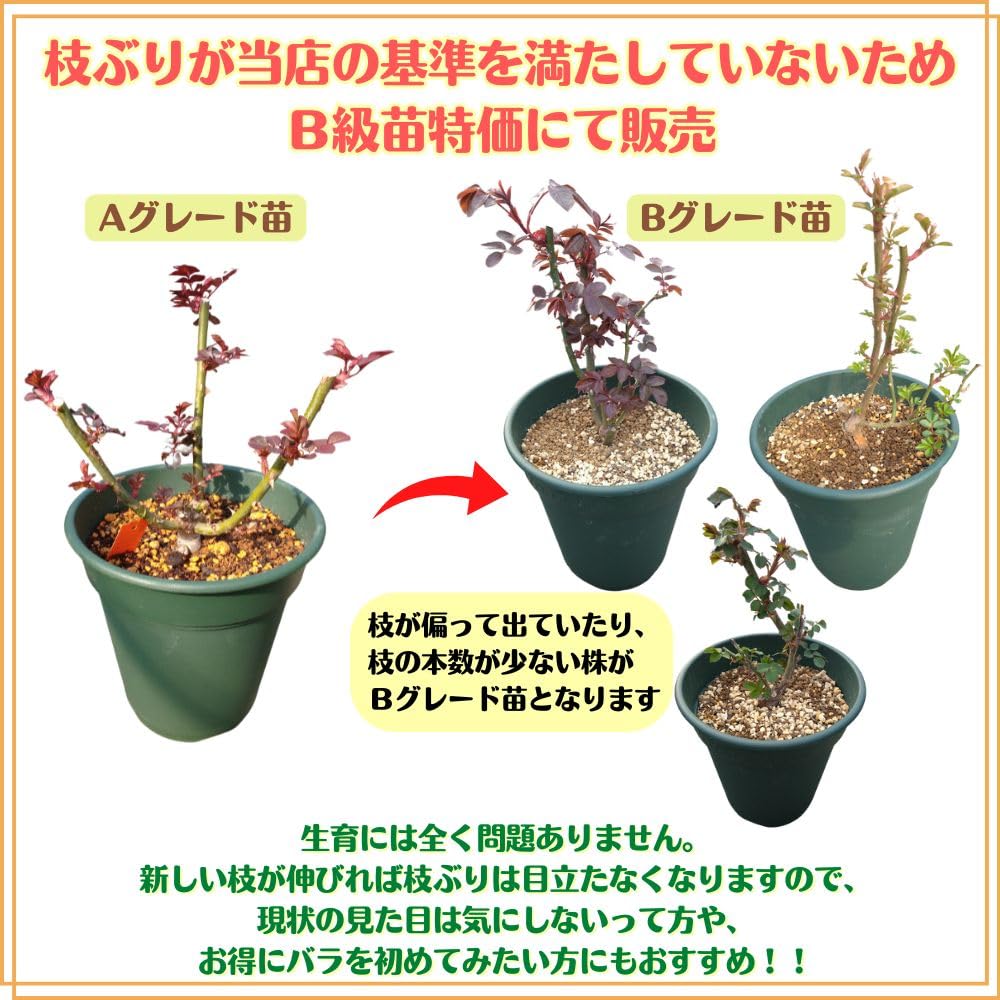 Amazon.co.jp: 【 Bグレード苗 】 ＼当店オリジナル仕様／ バラ苗