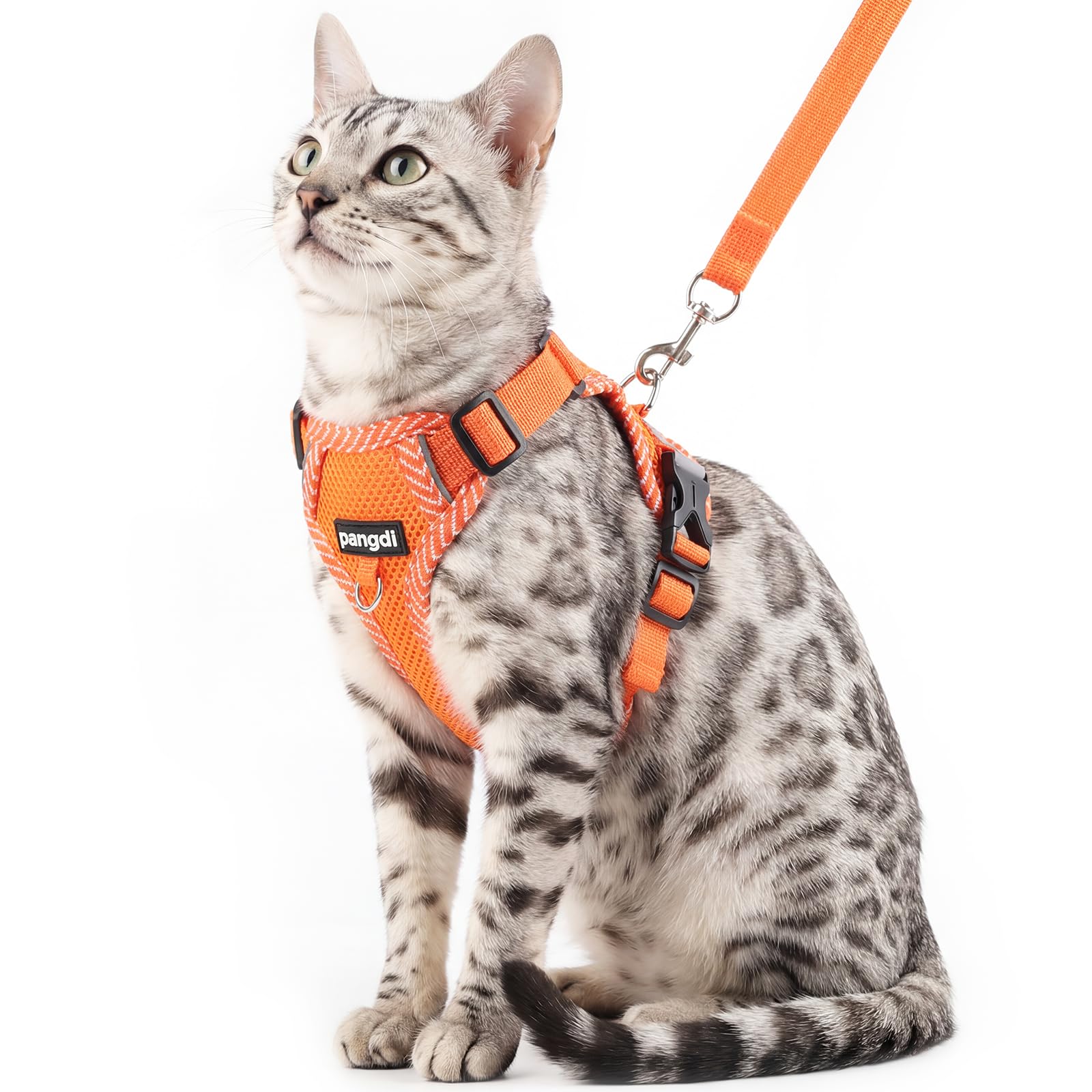 Harnais et laisse anti-fugue pour chat - Taille M - Orange