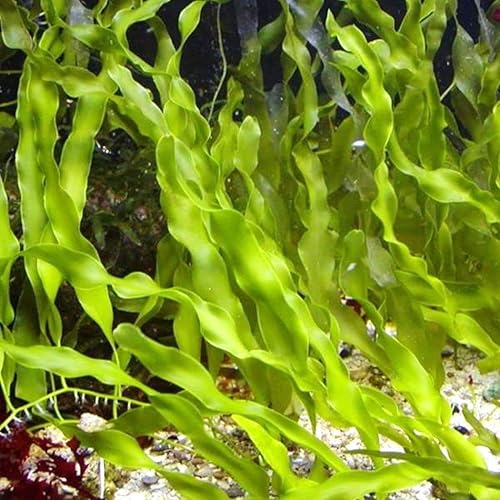 Genérico, Live CaulBracelet Prolifera Macro Algas Arrecife de agua salada Refugio Marino