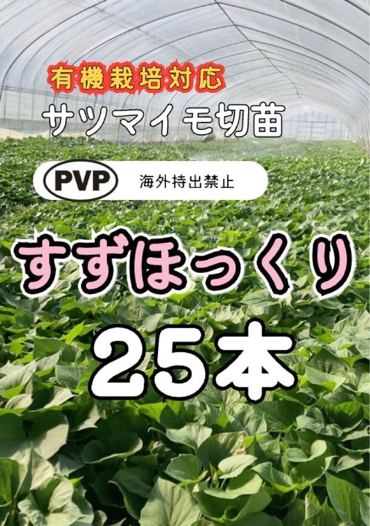 【4/12以降で発送】すずほっくり切苗 500本 香川県産 Amazon.co.jp: さつまいも切苗 すずほっくり苗 25本 香川県産 : DIY