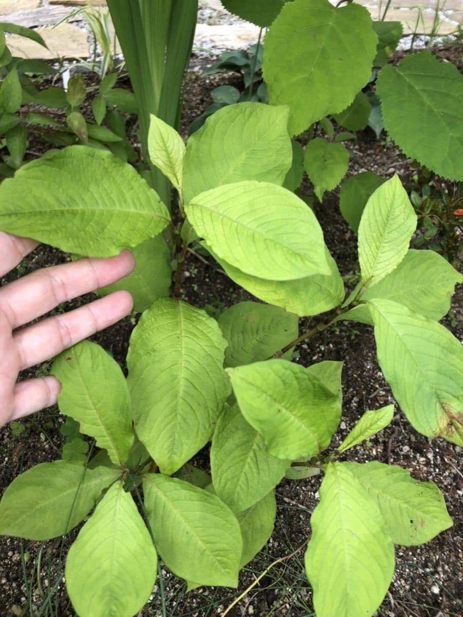 Amazon.co.jp: ミズヒキソウ 大株苗1株 水引草 秋の山野草 茶花 : DIY
