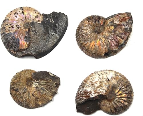 Miniatura 3 de Hoploscaphitas de amonita Lote de 4 Fossil Montana 100 MYO con etiqueta #17548