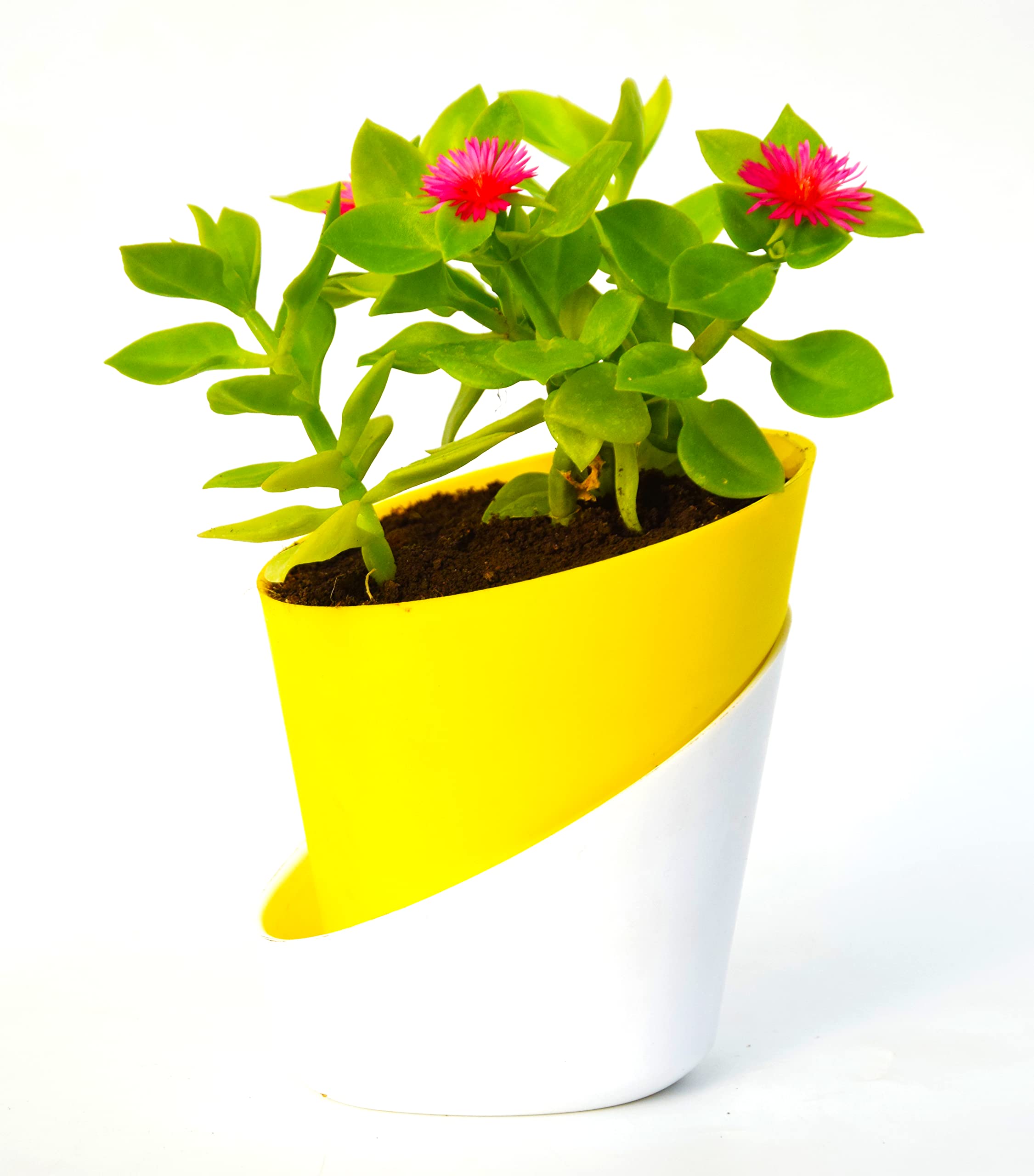 Baby Sun Rose Heart Leaf Ice live plant Air purifying plant With Self Watering Pot By Veryhom (B0BR9RVV1Y) Amazon Price History, Amazon Price Tracker