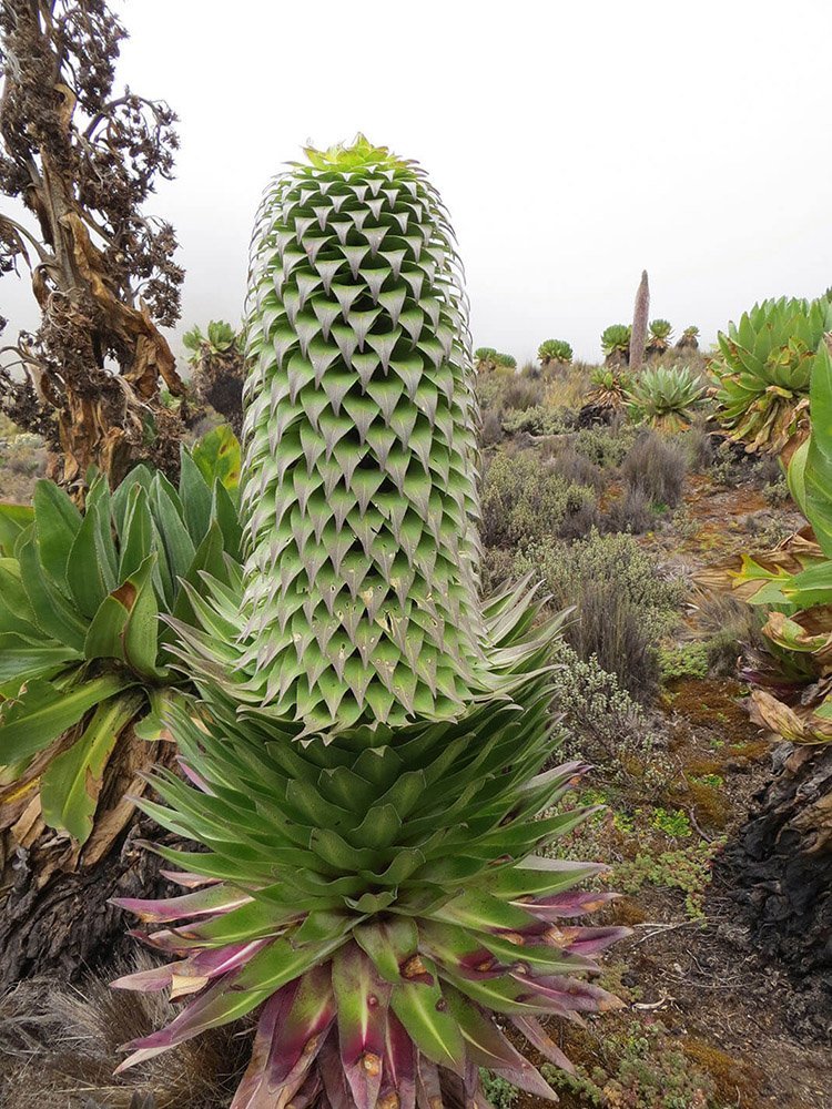 Lobelia deckenii (Giant Lobelia) - 25 Seeds