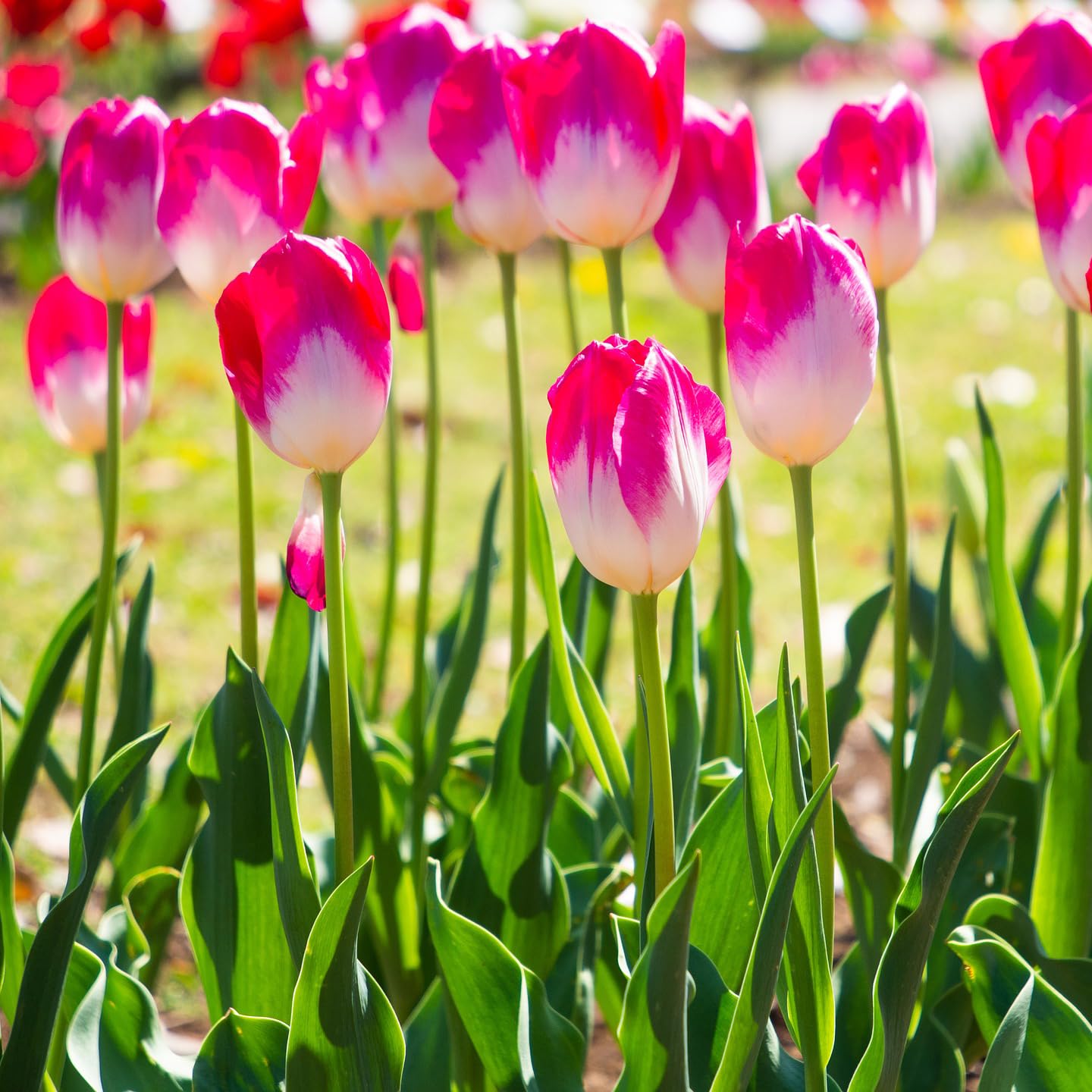 Showgirl Pink Tulip Bulbs