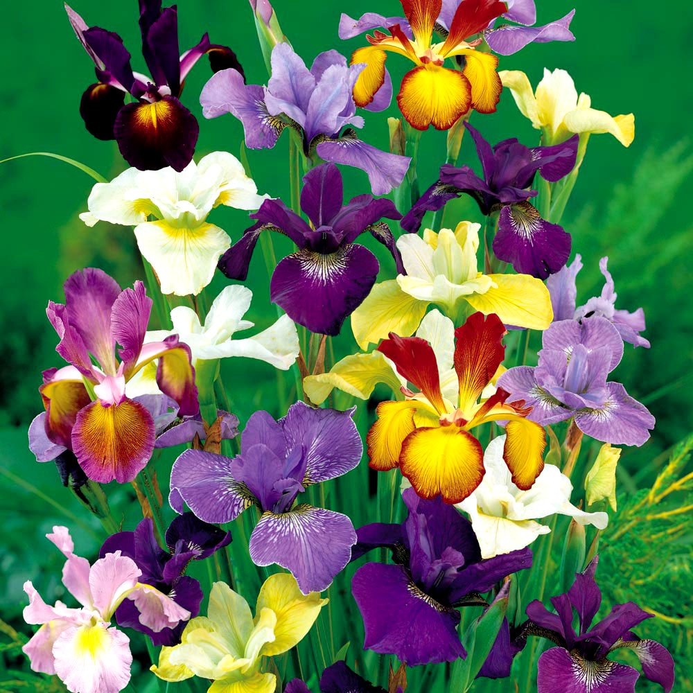 IRIS Tall Dutch Mixed Colours HOLLANDICA Spring Flowering Garden Bulbs (10)
