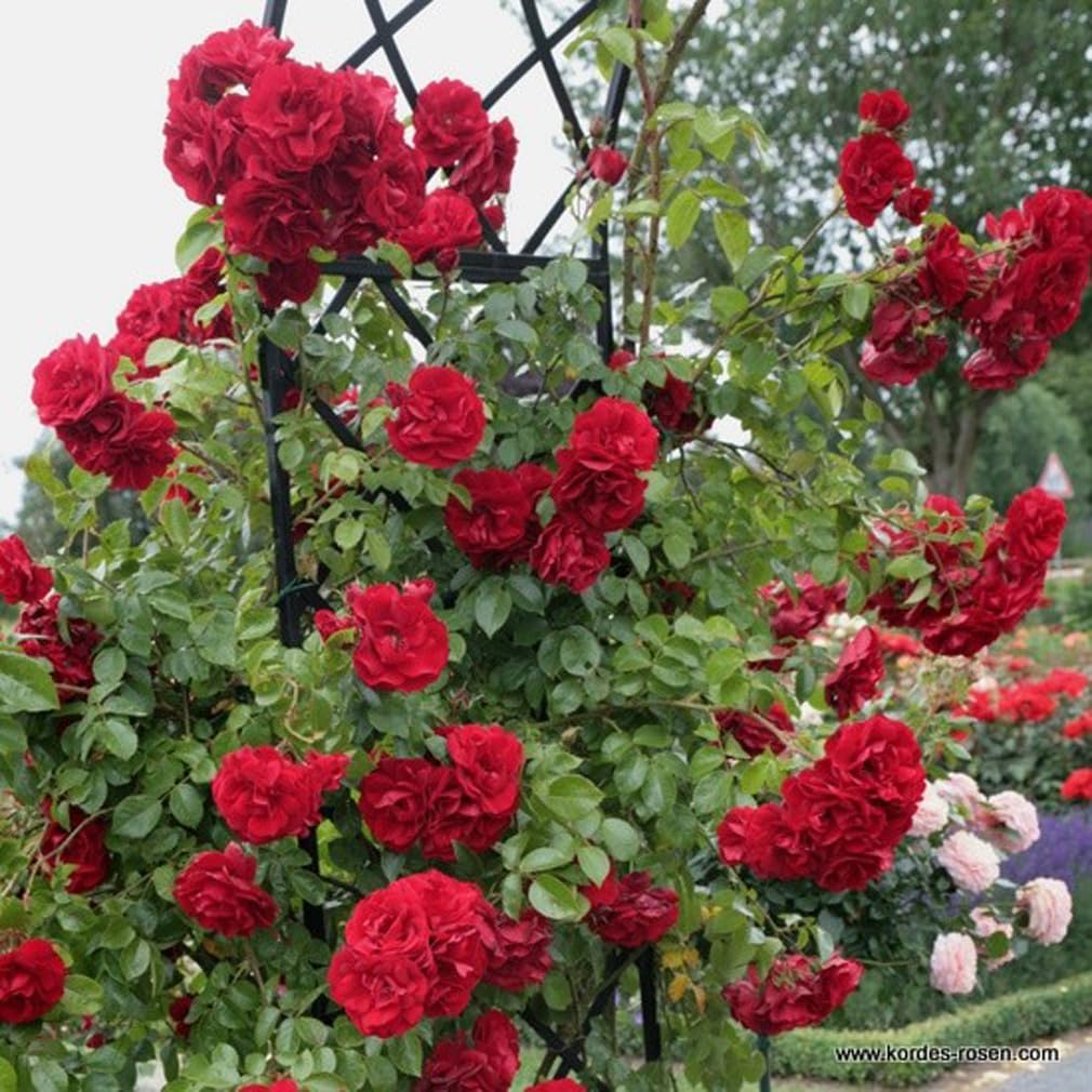 2 x Rose - Rosa 'Amadeus' Topf 25-30 cm - Die robuste Kletterrose mit blutroten Blüten und gesundem Laub
