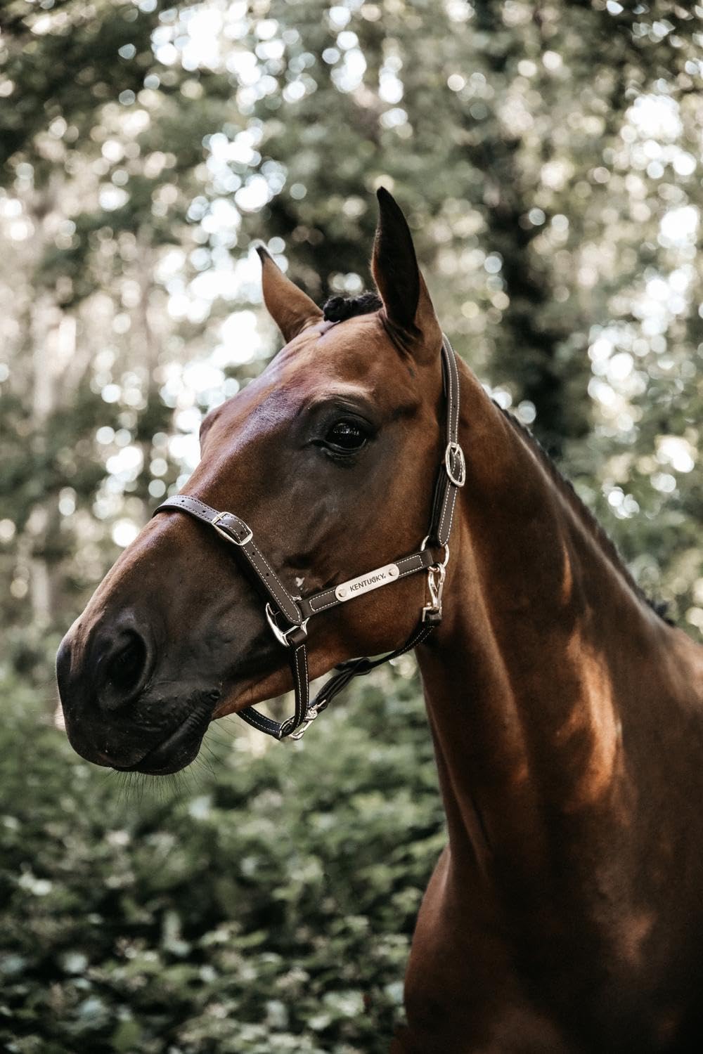 Kentucky Cabezada de Cuero Flexible para Caballos