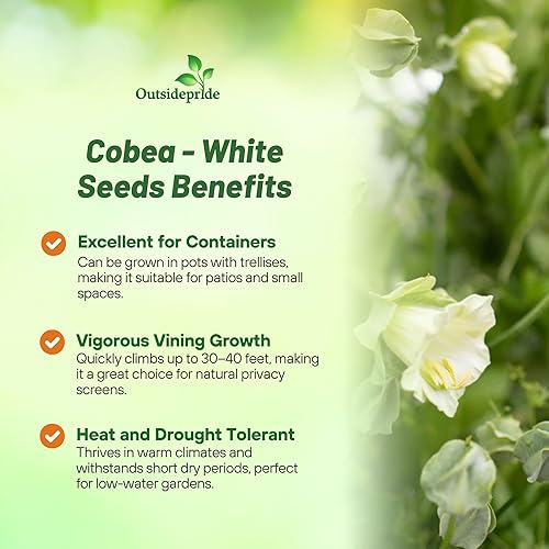 Miniatura 3 de Outsidepride White Cobea - Semillas de vid de copa y platillo  200 piezas de semillas de vid perennes trepadoras con follaje exuberante y flores