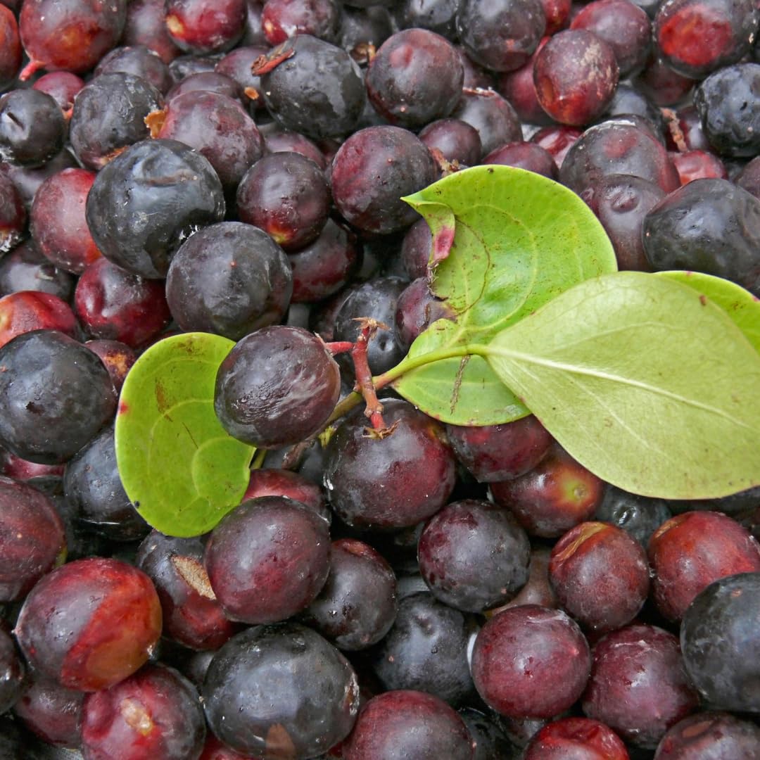 See full amazon price history chart for M-Tech Gardens Rare Karonda Cherry/Bakery Cherry (" Black " Carissa carandas, Seedling) Exotic 1 Live Fruit Plant M-Tech Gardens Rare Karonda Cherry/Bakery Cherry (" Black " Carissa carandas, Seedling) Exotic 1 Live Fruit Plant (B07ZDFCZ2N) Amazon Price History, Amazon Price Tracker