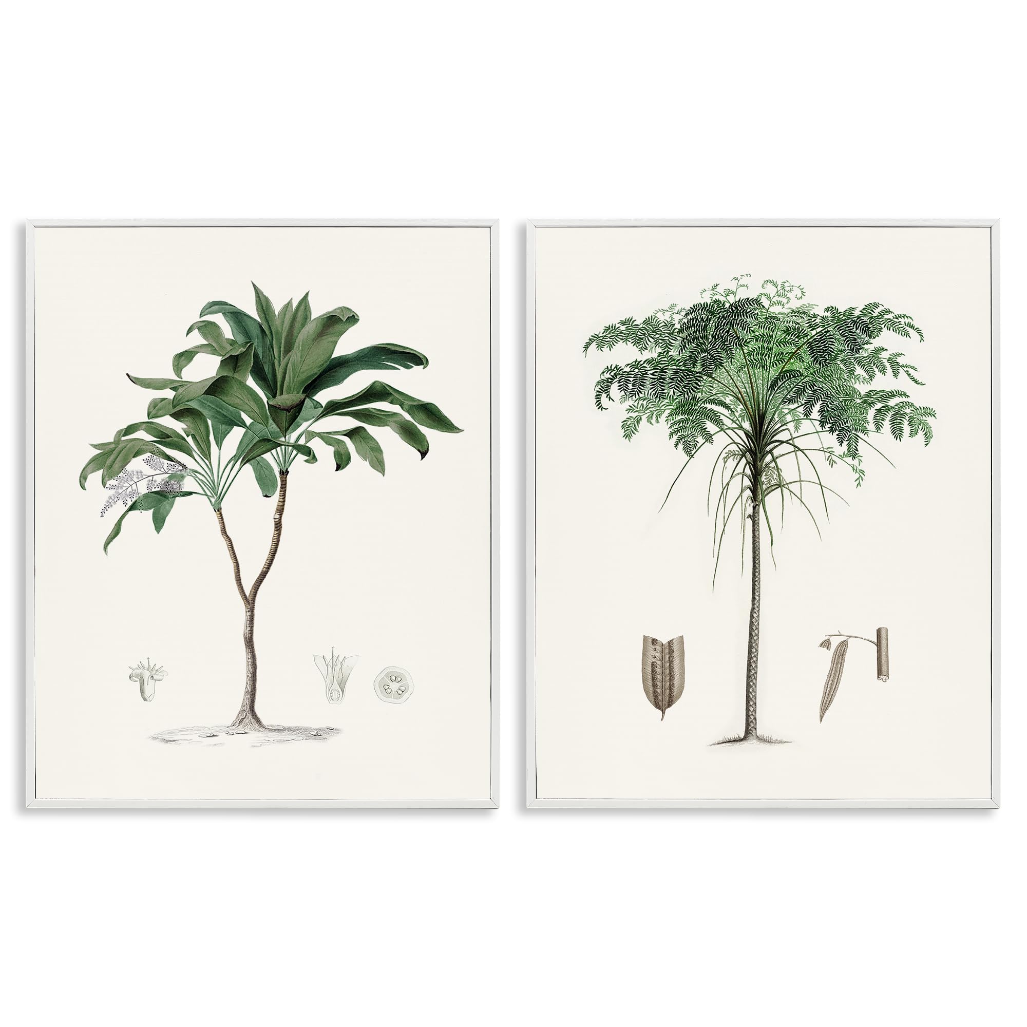 'Two Types of Palms'| 2pc Framed Giclee Art Set 2