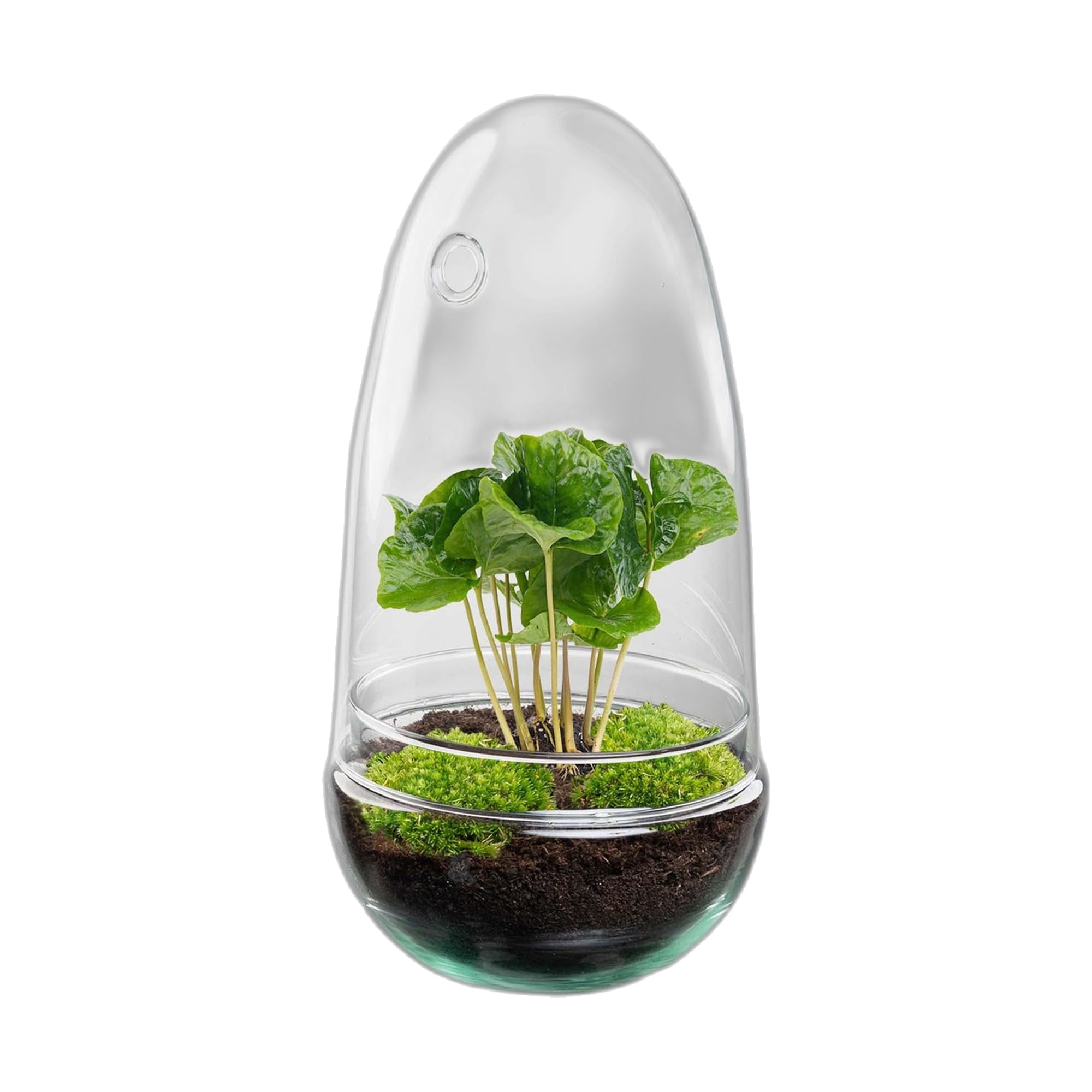 Terrario de Plantas DIY de Cristal, Decoración, Coffea Arabica, Ø 12 cm