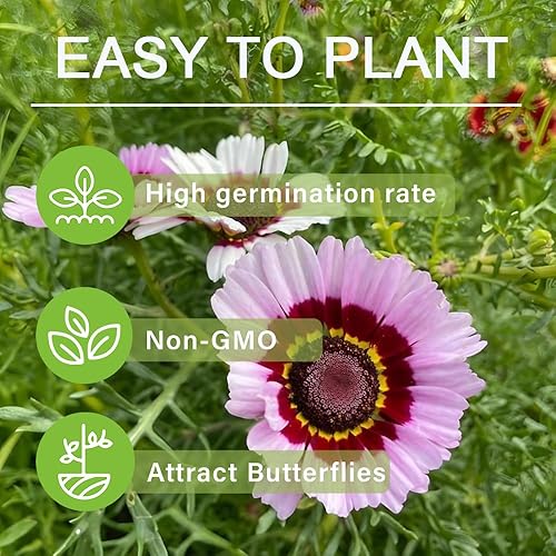 Miniatura 4 de Más de 1000 semillas de flores perennes pintadas de margaritas arcoíris para plantar al aire libre, semillas de jardín de flores de crisantemo