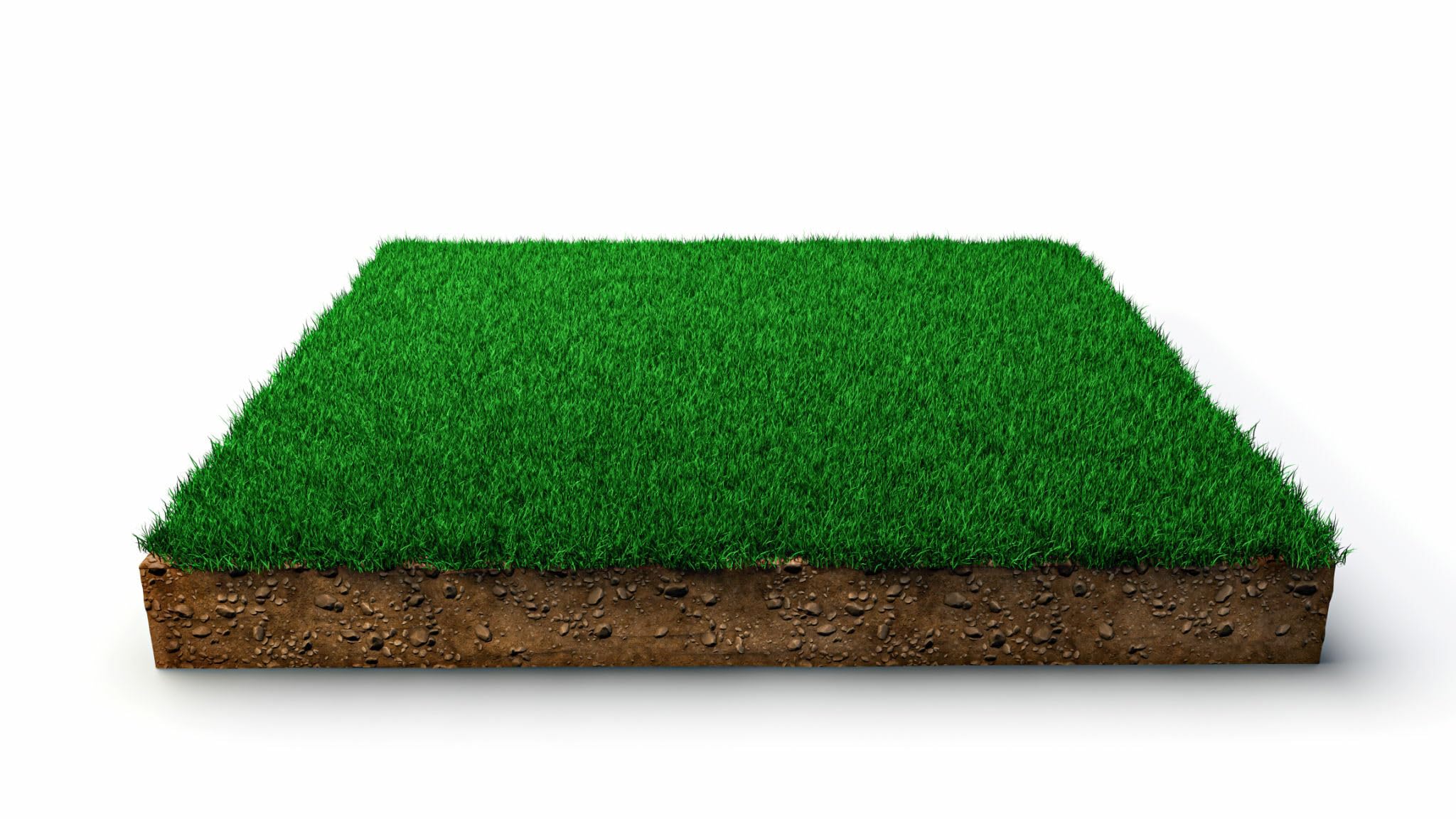 Mexican Lawn Grass Seeds Pack of 24000