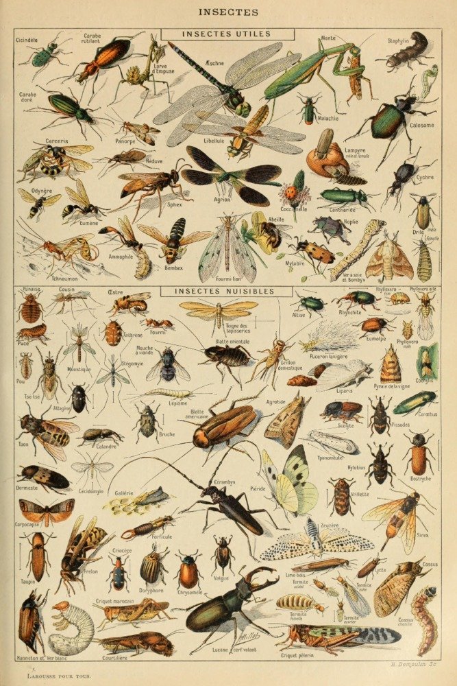 Lantern Press Insects, D, Vintage Bookplate, Adolphe Millot Artwork (9x12 Art Print, Wall Decor Travel Poster)