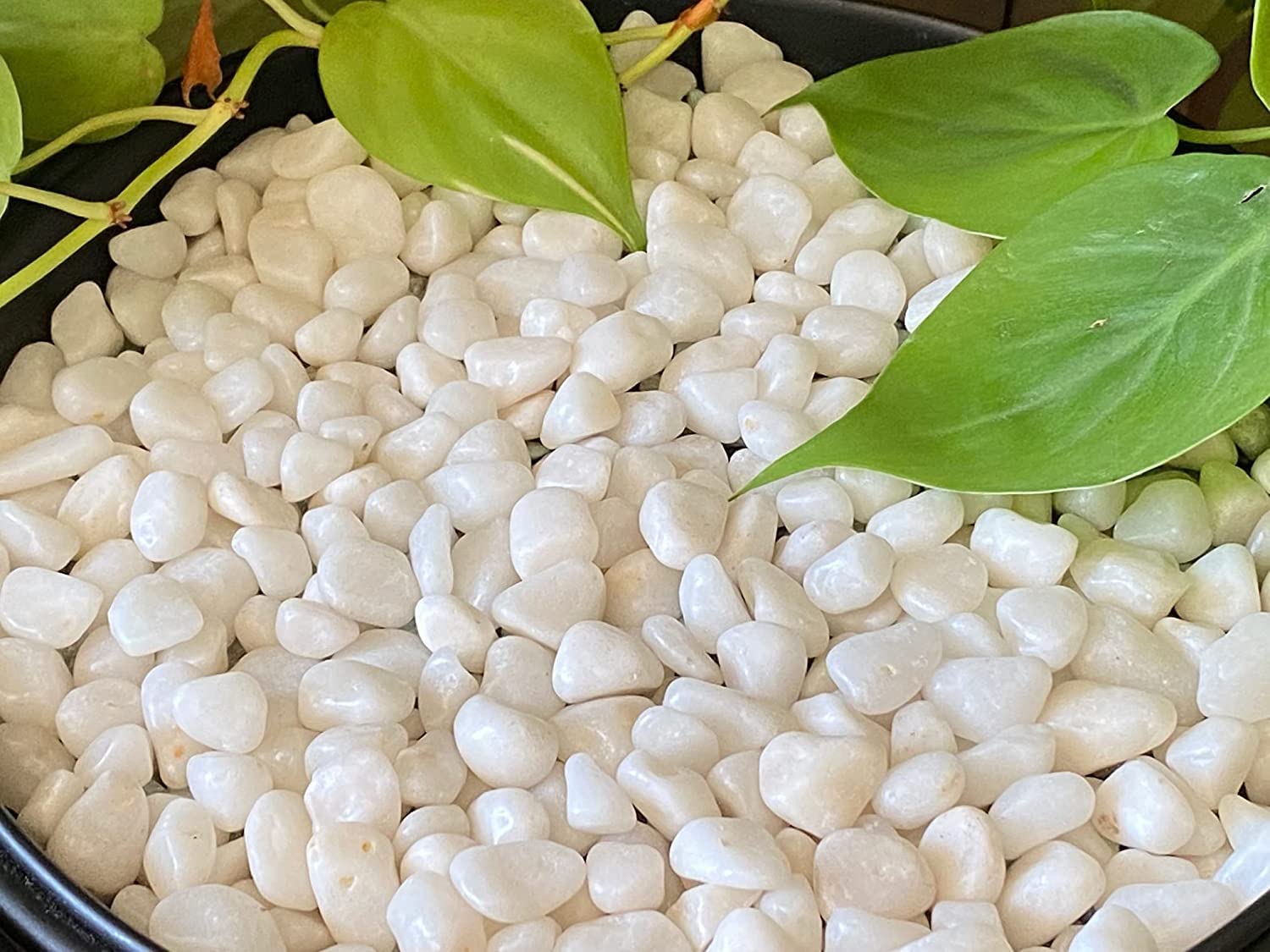 Amazing Stones Decorative Vase Fillers and Aquarium Pebbles for Garden and Living Room Decor - White, 5 kg (B07N8FPVNX) Amazon Price History, Amazon Price Tracker