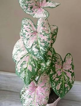 Caladium Bulbs - Florida Elise 3 Bulbs - Easy to Grow Indoor Houseplant or Outdoor Perennial Plant Ready for Planting