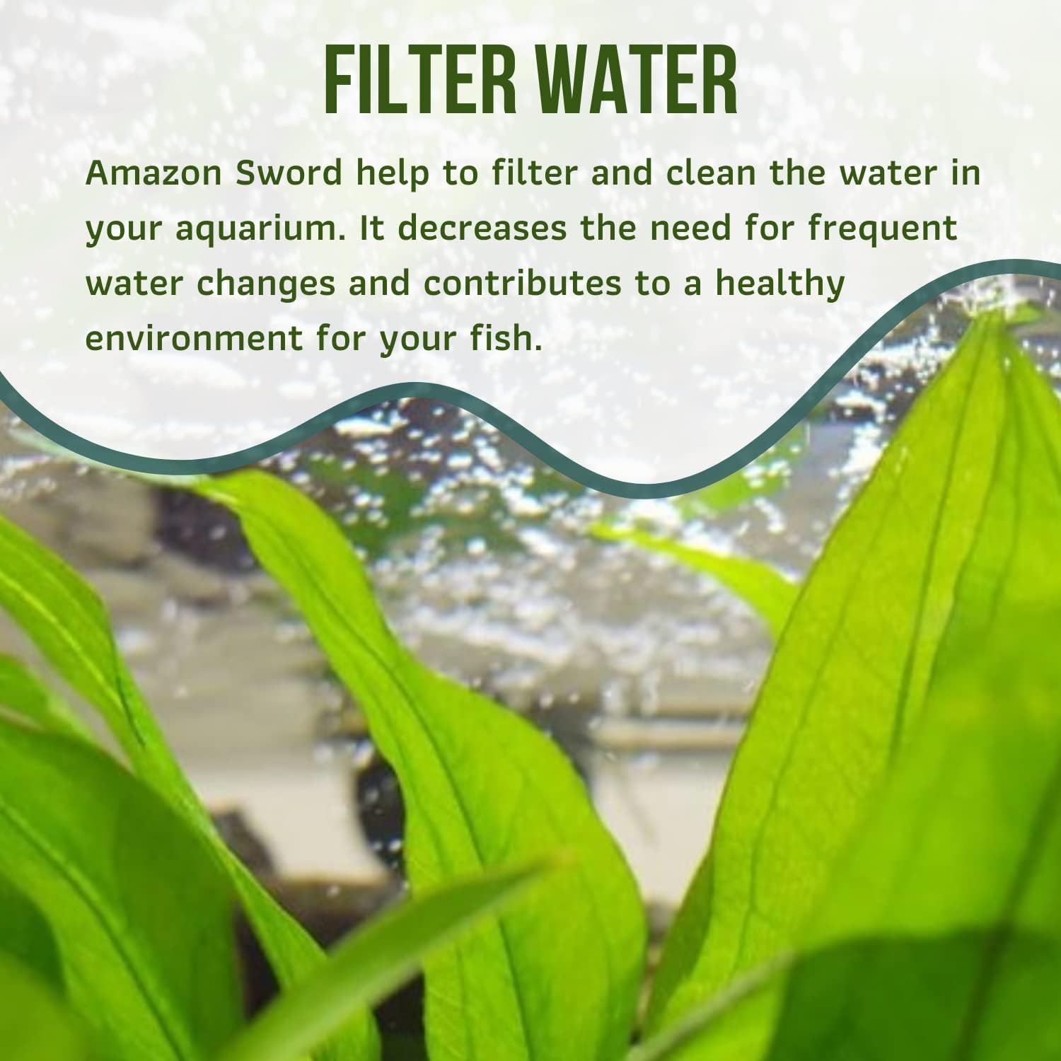 Mainam Amazon Sword Echinodorus Bleheri Tropical Freshwater Live Aquarium Plant Decorations (12 Pack)