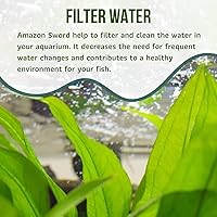 Vista 4 de Mainam Yaxa Sword Echinodorus Bleheri - Decoraciones tropicales de agua dulce para acuario (3 unidades)