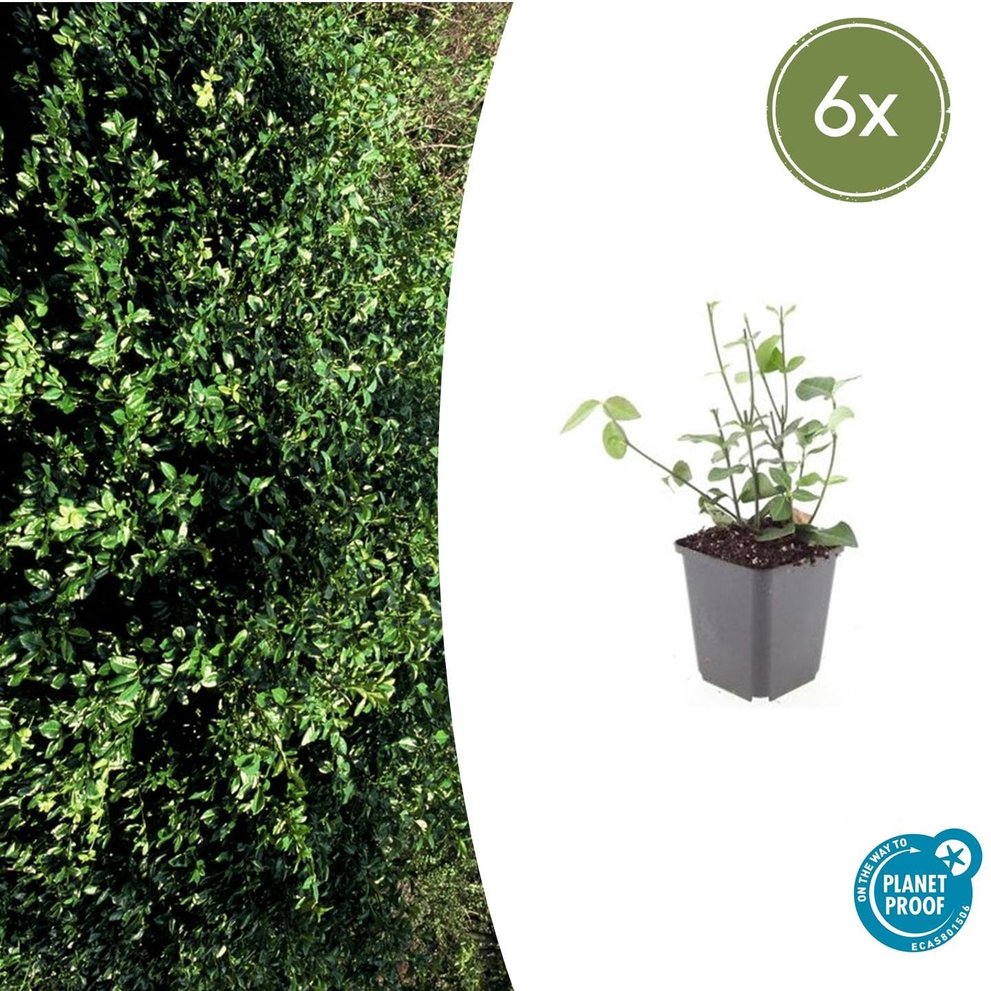 6 Euonymus Coloratus, Arbuste Rustique de Jardin, Vert, H10-25cm Pot Ø9cm