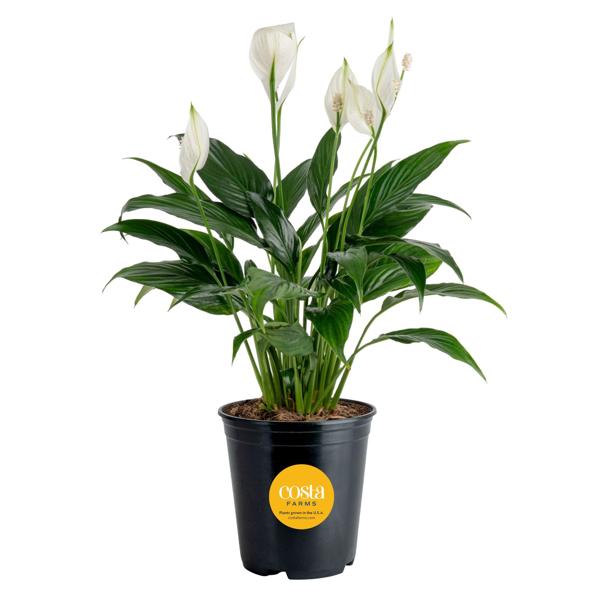 Costa Farms Peace Lily