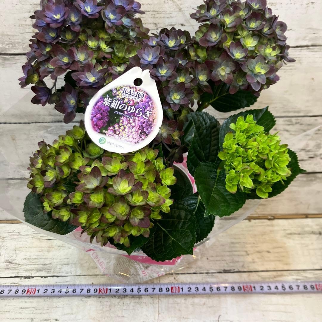 Amazon.co.jp: 最新 種 紫陽花 アジサイ あじさい 加茂セレクション