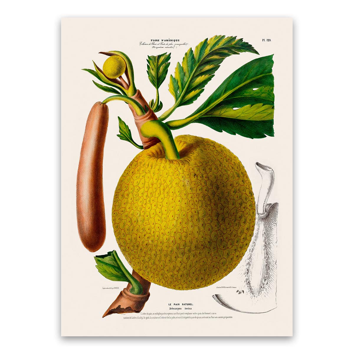 Breadfruit Tree Plant Print - Vintage Style Botanical Illustration Poster