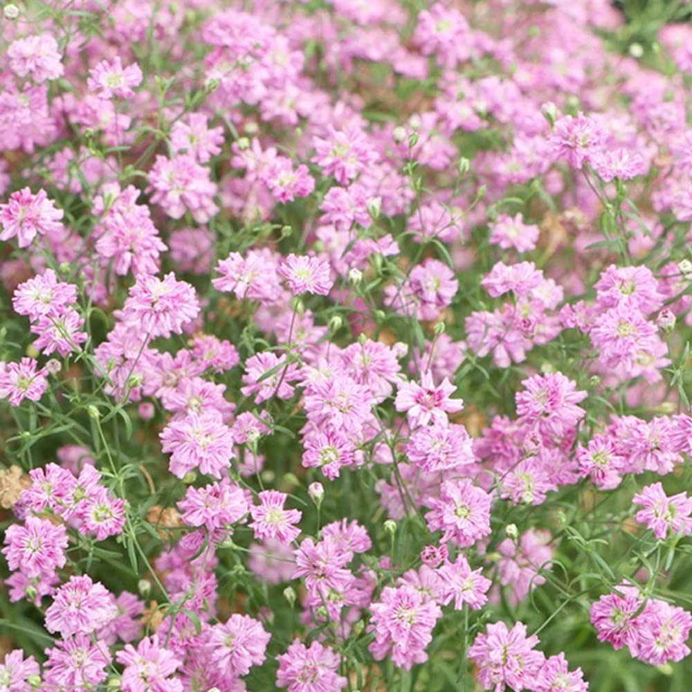 Buy 3 Gypsophila Pink Perennial Easy to Grow Charmers Masses of